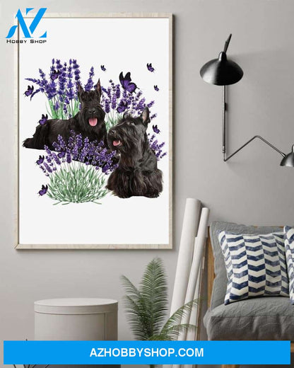 Scottish Terrier and lavender flower poster